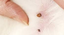 Vets Issue Urgent Warning as Tick Cases Surge 29% Across Australia