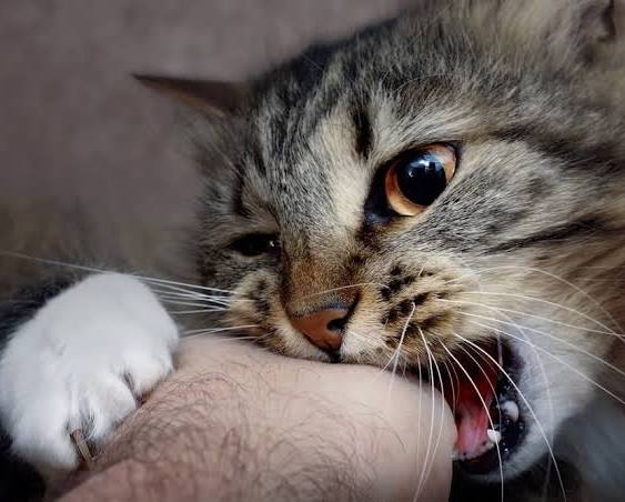 The Hidden Danger: Why Medical Experts Are Warning Australians About Cat Bites—and the Surprising Role of Mental Stimulation