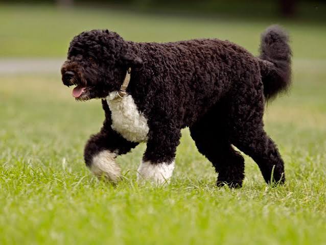 Obama Family Mourns Sunny