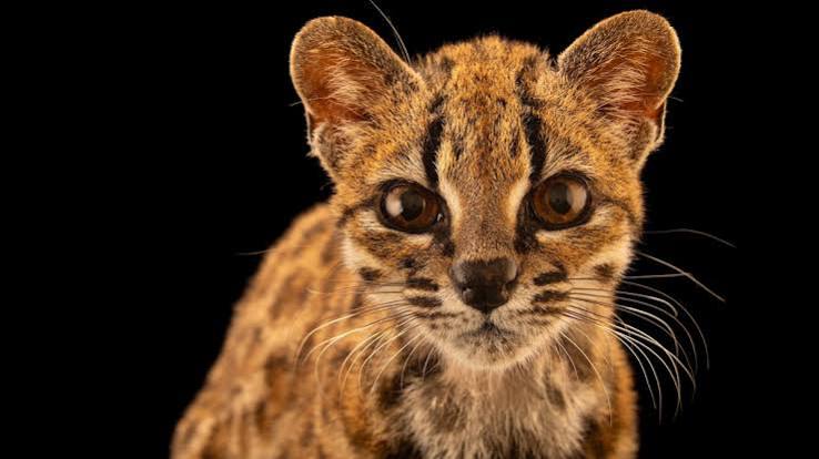 New 'Cryptic' Cat Species Identified in Bolivia's Clouds