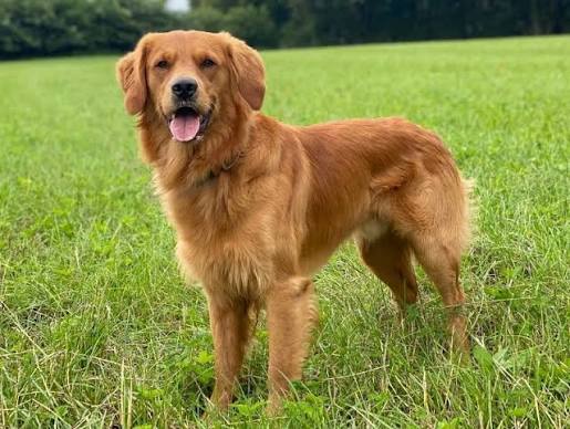 Burglar Meets Friendly Golden Retriever