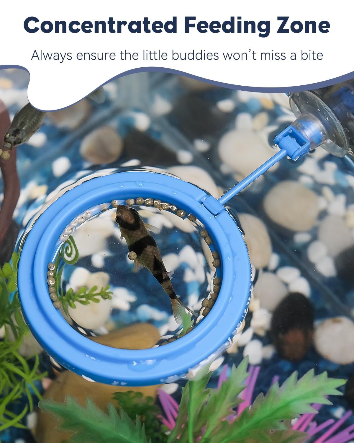 Betta Feeding Ring, Prevent Water Turbulence from Washing Food into Filter, Practical Round Floating Food, Suitable for Guppy, Goldfish and Other Small Fish (5 Pc)