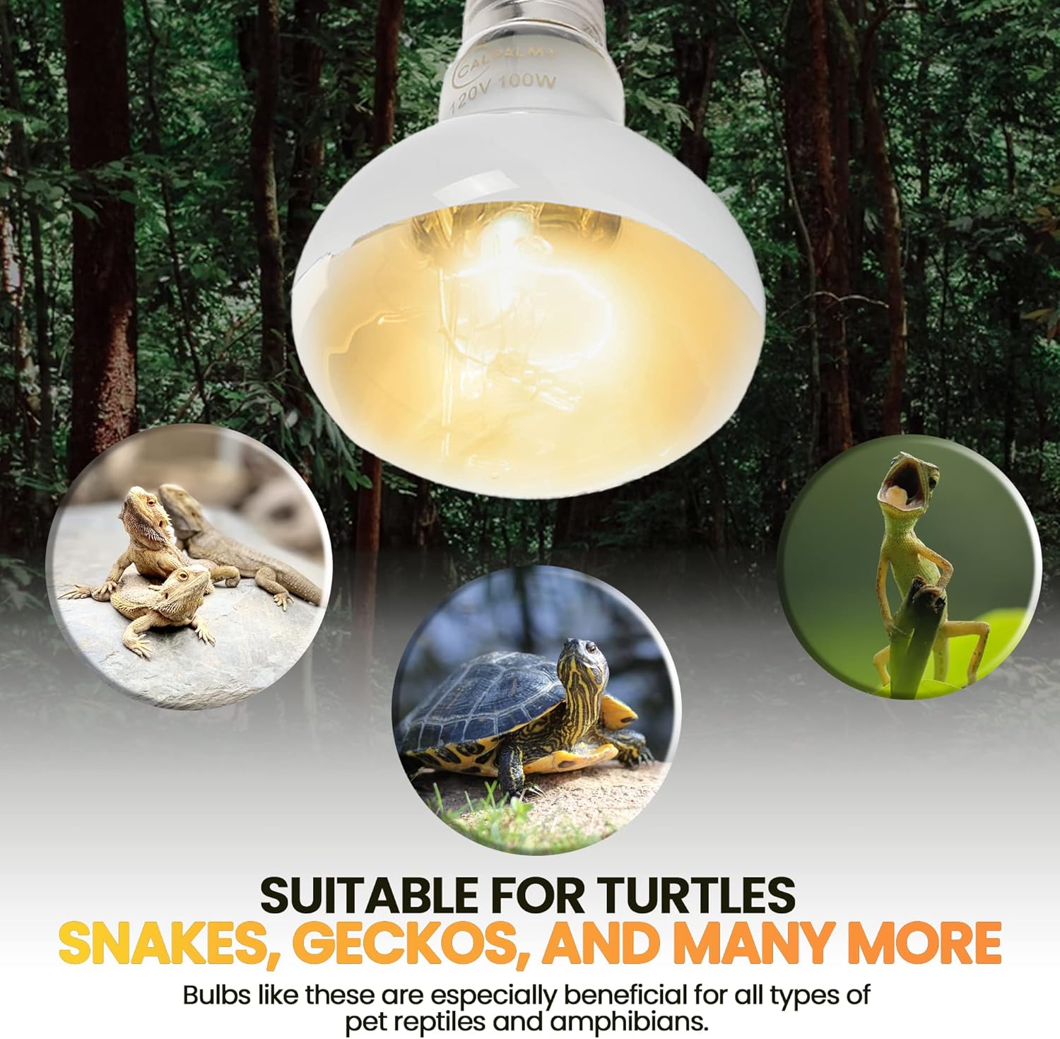 (4-Pack 100W Reptile Heat Lamp Bulbs - UVA Daylight Basking Light Bulbs for Reptiles, Turtles, Lizard, Bearded Dragon and Amphibians - 120V R80 Reflector Bulbs with E26 Screw Cap Base