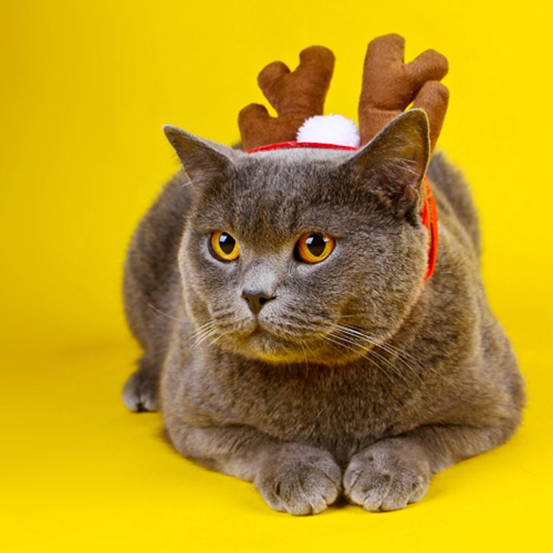 Pet Clothing Christmas Cloak Odd Pet L