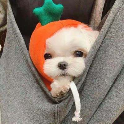 Pet Sweatshirt Beautiful Pet Polyester Fleece Autumn Apple Sweatshirt L