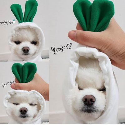 Pet Sweatshirt Beautiful Pet Polyester Fleece Autumn Apple Sweatshirt L