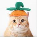 Halloween Dog Cat Hat Scarf Set Beautiful Pet Wool Felt Radish hat All yards