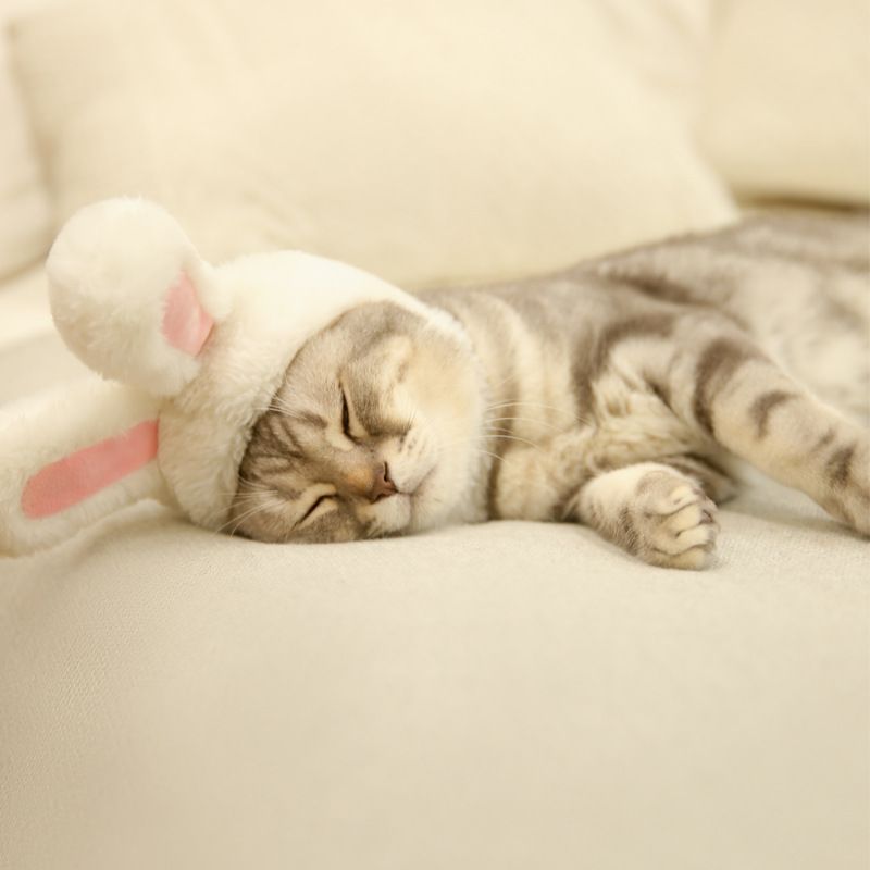 Pet Rabbit Ear Hat Huanya Polyester Cute Pet free size pink (size adjustable)