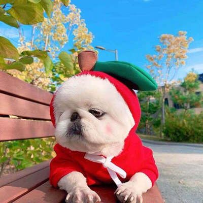 Pet Sweatshirt Beautiful Pet Polyester Fleece Autumn Go to School
