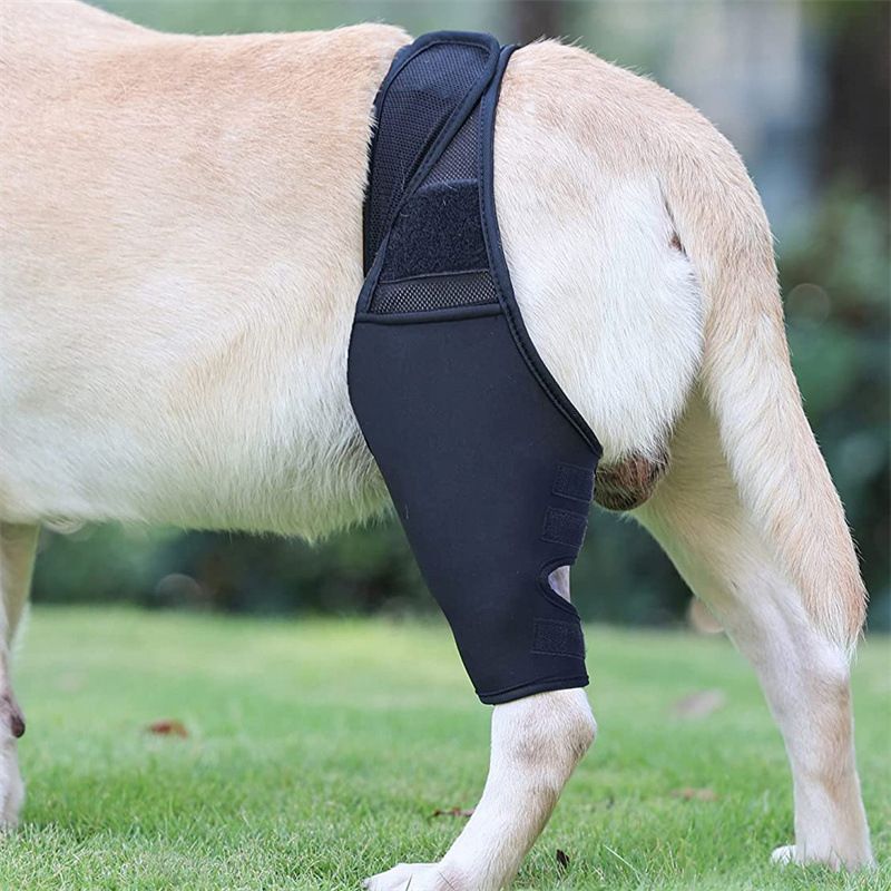 Dog Leg Brace Support Knee Pad Black