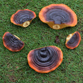 Mushroom Shelf Decoration Set of 5 - Mini Resin Mushroom Floating Shelves - Reptile Tank and Gecko Tank Accessories