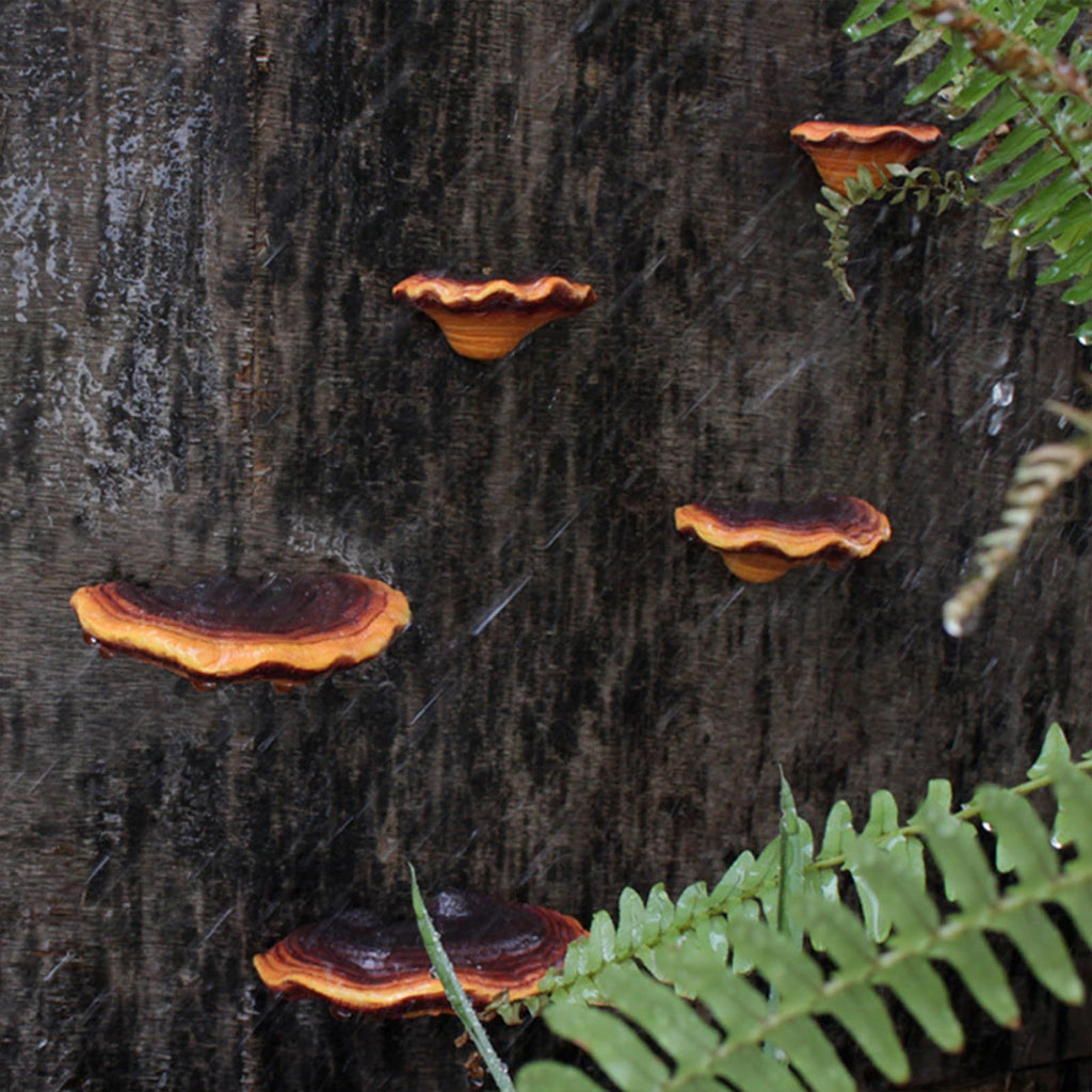 Mushroom Shelf Decoration Set of 5 - Mini Resin Mushroom Floating Shelves - Reptile Tank and Gecko Tank Accessories